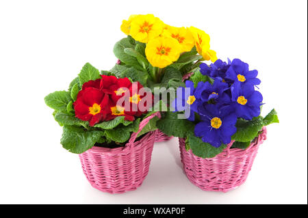 Primulas with different colors in pink baskets Stock Photo
