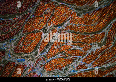 Fibers under the microscope 100x Stock Photo - Alamy