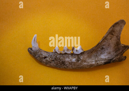 Lower jaw of a rabbit with gnawed teeth Stock Photo - Alamy