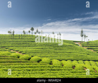 countryside scenery in spring. tree on the grassy hill in morning light ...