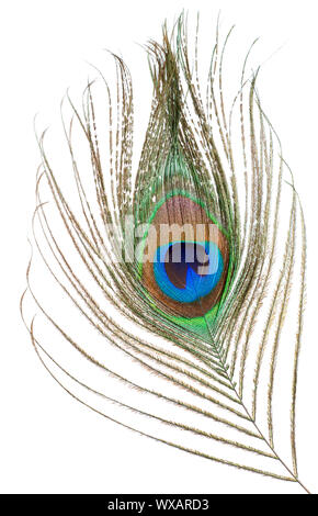 Peacock feather isolated on a white background Stock Photo