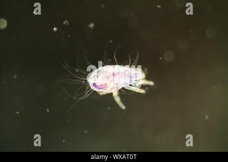 House dust mite under the microscope 50x Stock Photo