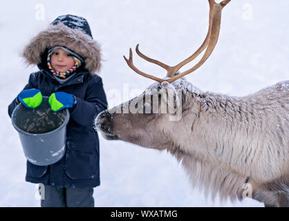 Little boy feeding reindeer in the winter Stock Photo