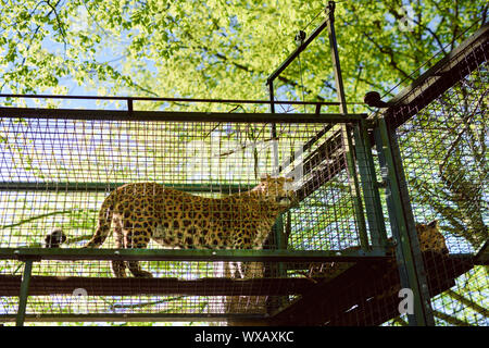 Cheetah in a cage looks around. Standing position Stock Photo