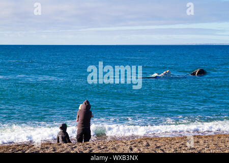 Puerto Madryn, Chubut Province - Argentina: CIRCA June 2015: Tourists watching two Southern Right Whales, one of them albina on the beach of Doradillo Stock Photo