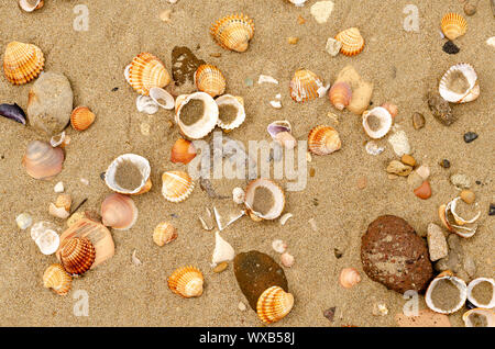 Various shells on the  sand at the seashore Stock Photo