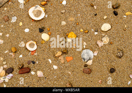 Various shells on the wet sand at the seashore Stock Photo