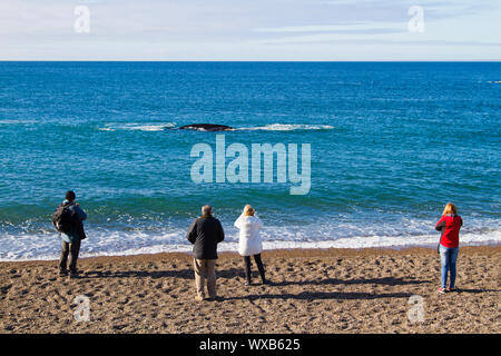 Puerto Madryn, Chubut Province - Argentina: CIRCA June 2015: Tourists watching Southern Right Whales, on the beach of Doradillo, Puerto Madryn Stock Photo