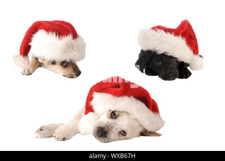 Three White Furry Puppies On Grass Stock Photo 1551593 Alamy