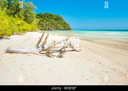 Dry tree on white sand beach Stock Photo