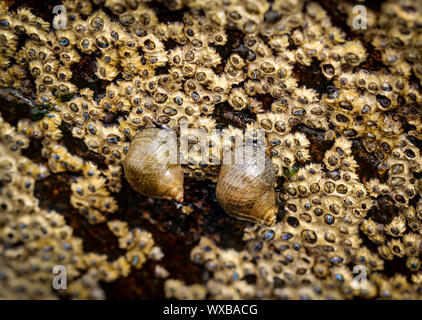 Barnacles, snails on a rock in the sea Stock Photo