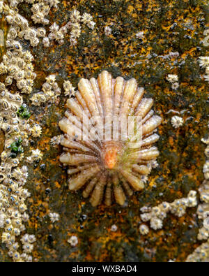 Barnacles, snails on a rock in the sea Stock Photo