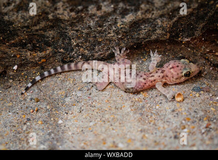 the Gran Canary Giant Lizard, Canary Lizard, Gekko Stock Photo