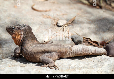 the Gran Canary Giant Lizard, Canary Lizard, Gekko Stock Photo