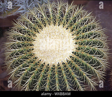 spherical cactus the mother-in-law seat Stock Photo - Alamy