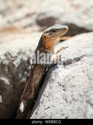 the Gran Canary Giant Lizard, Canary Lizard, Gekko Stock Photo