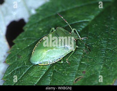 green tree bug on leaf Stock Photo
