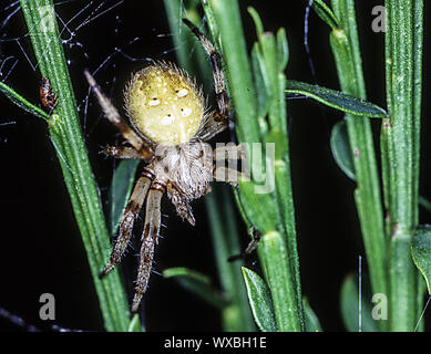 four-spotted cross spider in lurking position Stock Photo