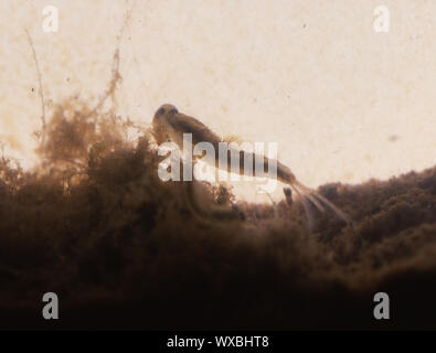 Fly larva with gills in soil mud macro Stock Photo