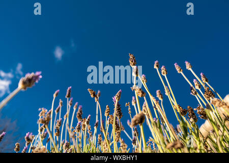 Looking up at lavender flowers pointing at the blue sky with copy space Stock Photo
