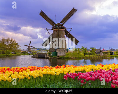 Windmills and flowers in Netherlands Stock Photo