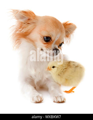 portrait of a cute purebred chihuahua with a chick in front of white background Stock Photo