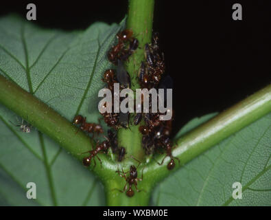 crawling ants on petiole Stock Photo