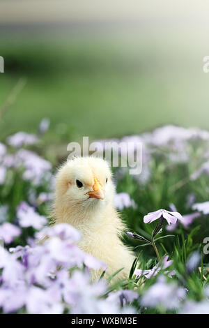 Curious little chick peeking above a bed of lavendar colored spring flowers. Extreme shallow depth of field with some blur on lower portion of image. Stock Photo