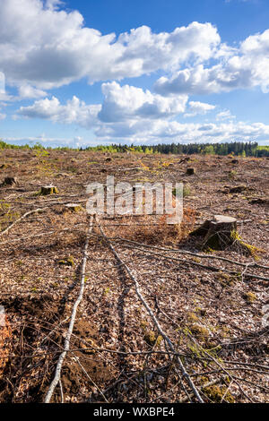 cleared forest outdoor scenery south Germany Stock Photo