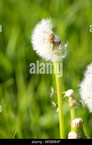 Bloomed dandelion in nature grows from green grass. Stock Photo