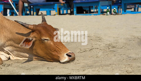 Indian sacred cows come out to the beach and lie Stock Photo