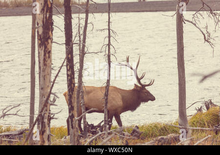 Elk Stock Photo