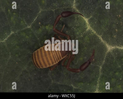 Book scorpion with pliers sits on sheet Stock Photo