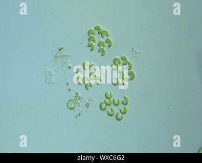 Green algae in water drops under the microscope 100x Stock Photo