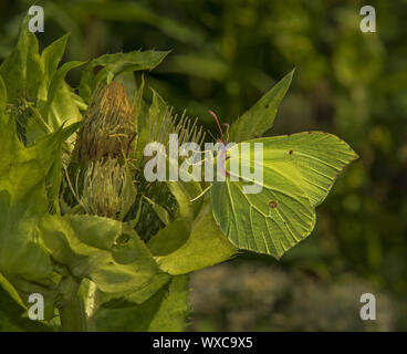 brimstone butterfly  'Gonepteryx rhamni' Stock Photo