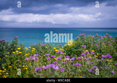 Colorful flowers on a meadow over Alykes Beach Stock Photo