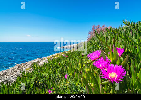 Pink flowres growing on the shore in Porto Limnionas Stock Photo