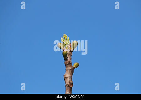 leaves and small fruits starting to form on a fig tree Latin ficus carica in spring in Italy the fruits turn black when ripe Stock Photo