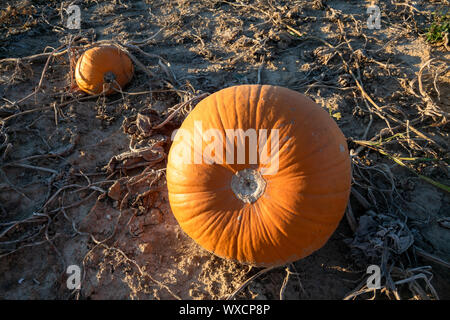 typical field of pumpkin Stock Photo