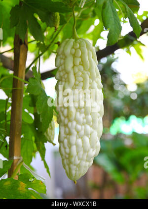 Bitter Melon in farm Stock Photo