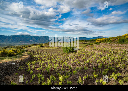 Vineyard of the mount Etna in Sicily, italy Stock Photo