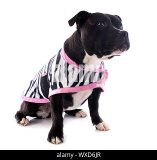 portrait of a staffordshire bull terrier withe coat in front of white background Stock Photo