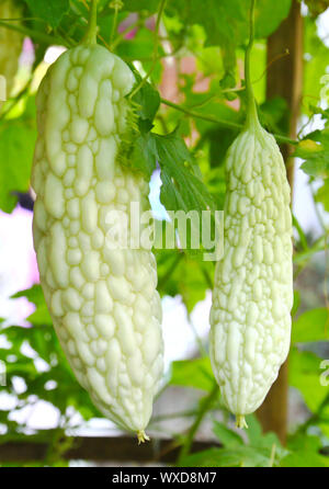 Bitter Melon in farm Stock Photo