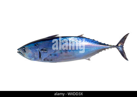 Little tunny tuna fish Euthynnus affinis isolated on white Stock Photo