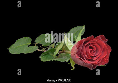 Single red rose lying down isolated on a black background. Stock Photo