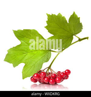 Berries of red Viburnum with leaves isolated on white Stock Photo