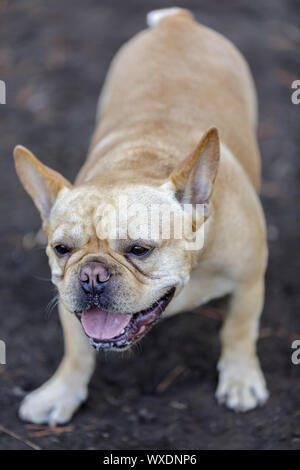 Young Male Frenchie In Playful Pose. Stock Photo