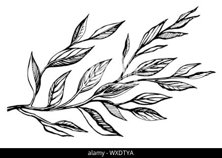 Hand drawn ink sketch branch plants with leaves. Graphic botanicalvector illustration isolated on a transparent background Stock Vector