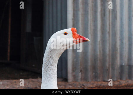 Portrait of domestic grey goose on the farm Stock Photo