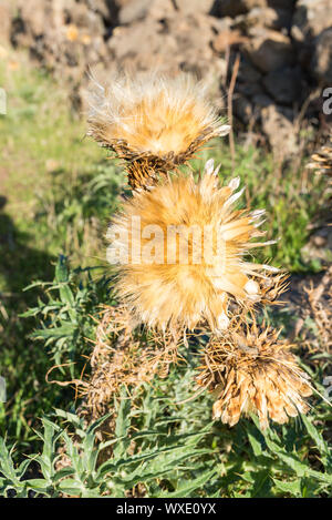 Close-up of a withered thistle in the hill country of the island of La Gomera Stock Photo